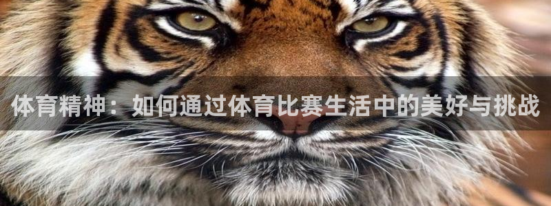 哈哈体育下载