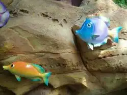 热高乐园海底两万里的全部评价抚顺