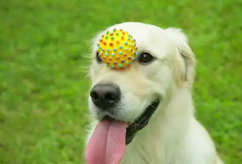 1000元以下,可以买到聪明又漂亮的中型犬
