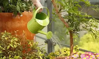 想让你家植物明年再开花,秋天用这6招