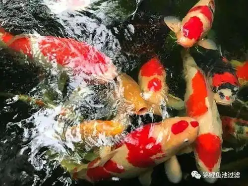 漂亮的锦鲤鱼池,各个都惊艳又别致