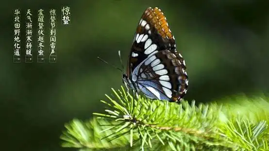 惊蛰春雷乍动,万物初醒,惊艳一世芳华