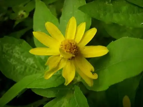 一种比富贵菊好看,比吊兰好养的花卉,沾土就能活,一年开花不断