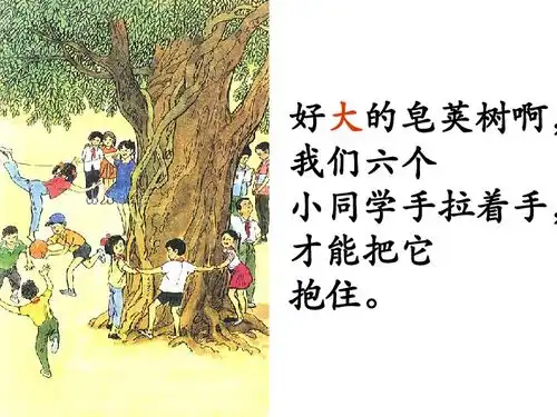高大的皂荚树