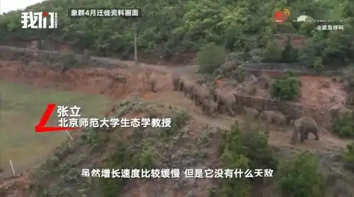 史上最火野象旅行团刷屏徒步500公里,喝酒砸车打小猪,40天花了680万