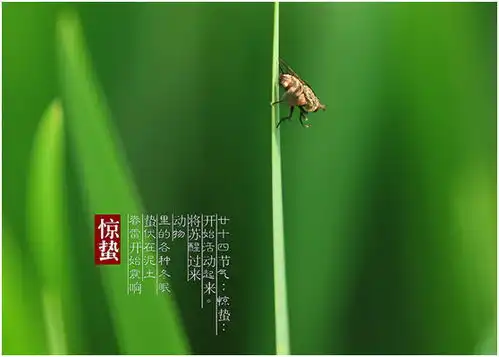 春雷响,万物长,蛰虫惊起,关于惊蛰的谚语,你知道多少