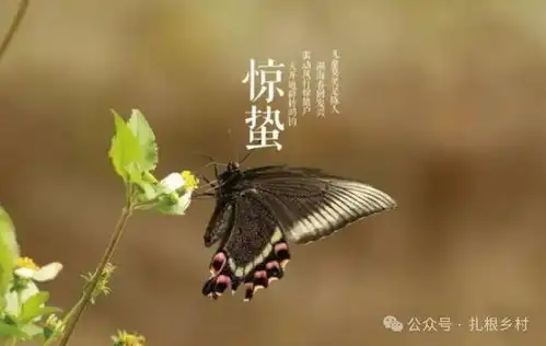 惊蛰节气如何过才吉利有钱没钱牢记1吃3不做,老传统不能丢