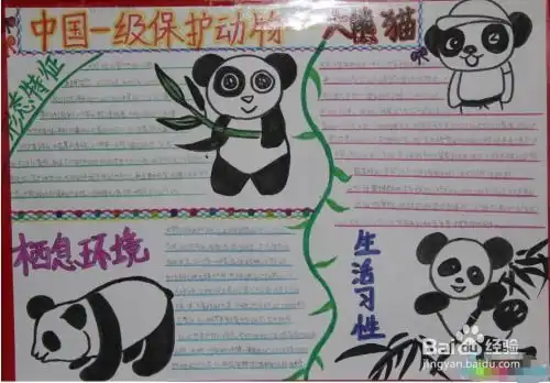 大熊猫手抄报图片