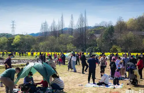 杭州市区超大面积的油菜花田,南宋时就开始种植,只有本地才知道