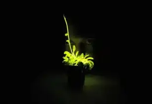 看这种植物会发光新浪悦读手机新浪网
