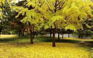 植树节手抄报图片2018下载2018植树节手抄报简单又漂亮图片大全高清图集极光下载站