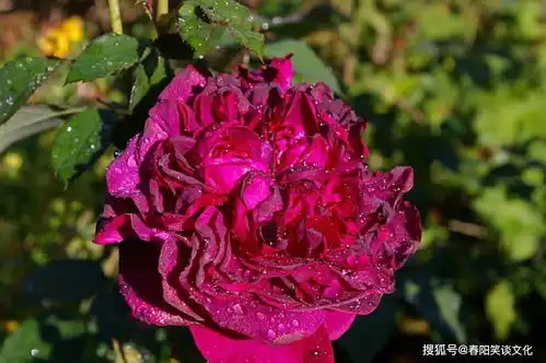 治愈心情的经典句子,精致有魅力,选一句背下来吧