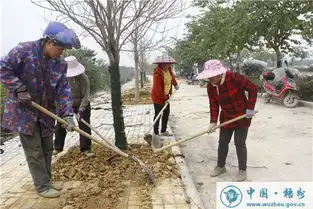 蒙山县种植绿树迎新年