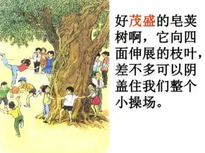 高大的皂荚树课件