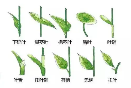 最全植物图例,帮你认识植物建议收藏