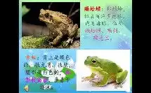 癞蛤蟆和小青蛙优质课视频在线观看