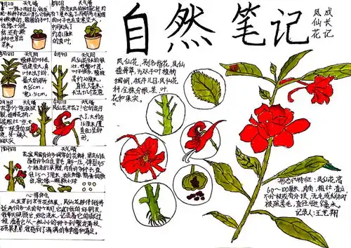 临朐县生物多样性参赛凤仙花生长记